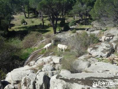 Valle de la Pizarra y los Brajales - Cebreros; viajes fin de año fines de semana